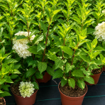 Hortenzia metlinatá (Hydrangea paniculata) ´LIVING SUGAR RUSH® by LIVING CREATIONS® - výška 30-40 cm, kont. C2L